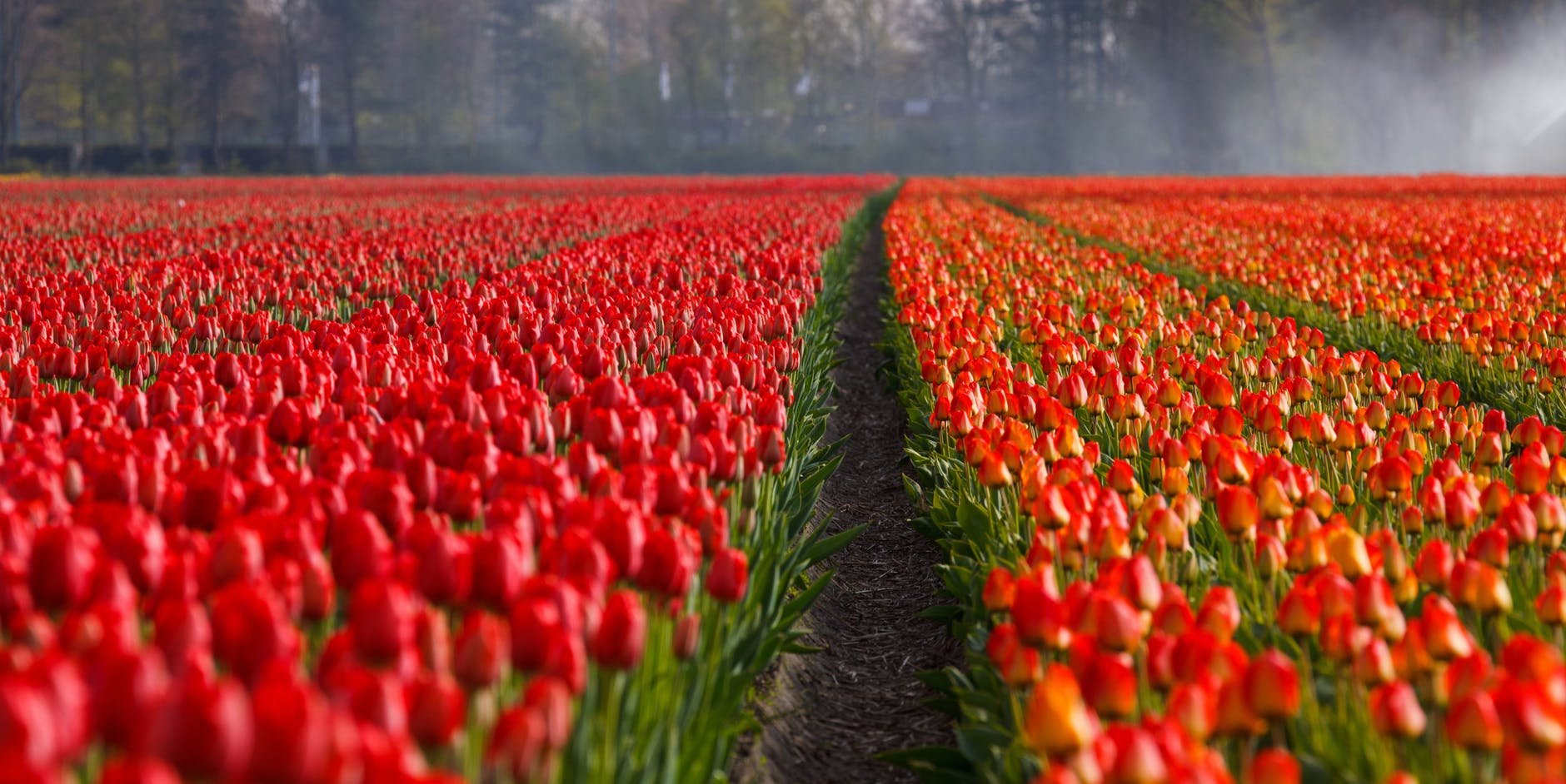 bloemenhandel Nederland Vers van kwekerij